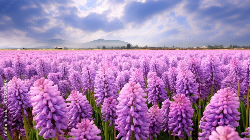Obraz premium field hyacinth flower purple