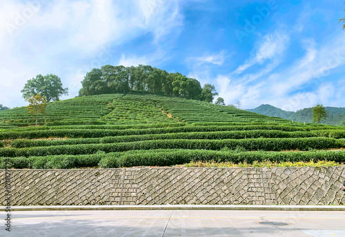 Beautiful Landscape Of Longjing Tea Plantations In Hangzhou, China. photo