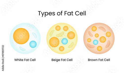 Types of fat cells in cytology