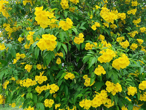 Yellow flowers, yellow elder, trumpet flower, thongurai, Thai flowers photo