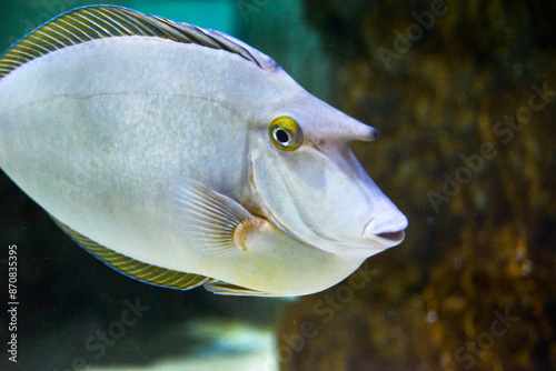 Fototapeta Naklejka Na Ścianę i Meble -  Bluespine unicornfish underwater in the tropical waters of the ocean