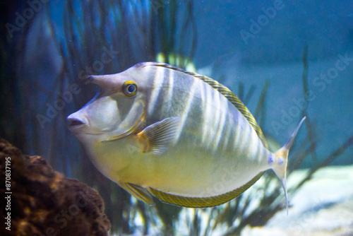 Bluespine unicornfish underwater in the tropical waters of the ocean photo