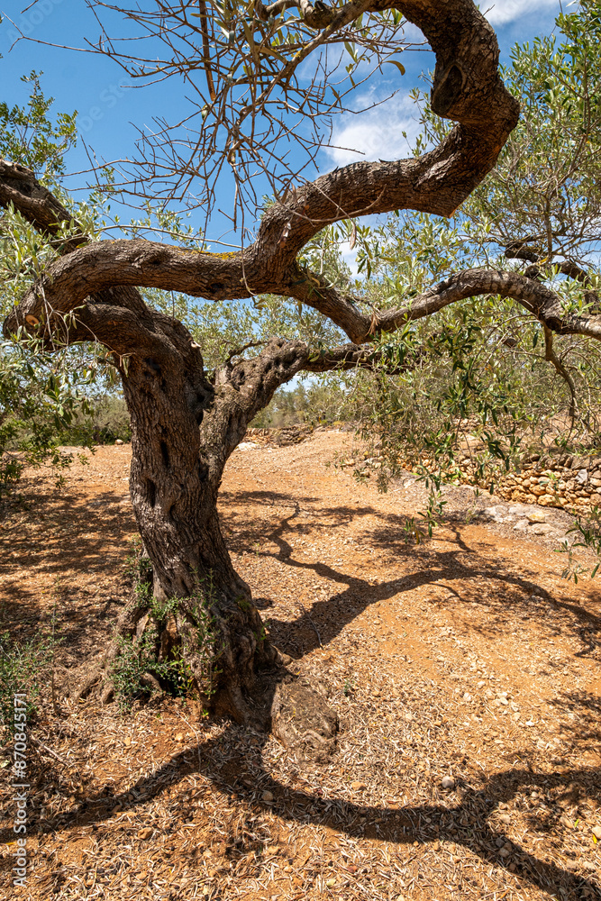 Showcasing a grand and ancient olive tree with its deeply textured trunk and sprawling branches, this image reflects the enduring presence and artistic beauty found in nature in Tarragona Spain Showcasing a grand and ancient olive tree with its deeply textured trunk and sprawling branches, this image reflects the enduring presence and artistic beauty found in nature in Tarragona Spain