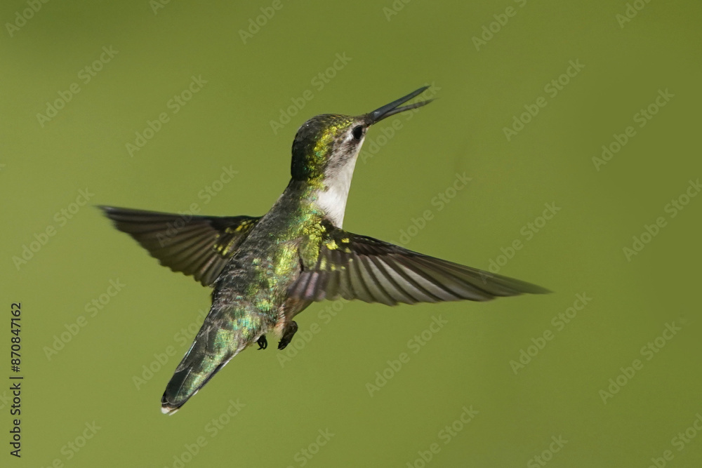 Fototapeta premium Female Ruby Throated Hummingbird flying against green lawn on beautiful summer day