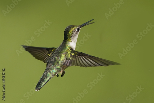 Female Ruby Throated Hummingbird flying against green lawn on beautiful summer day