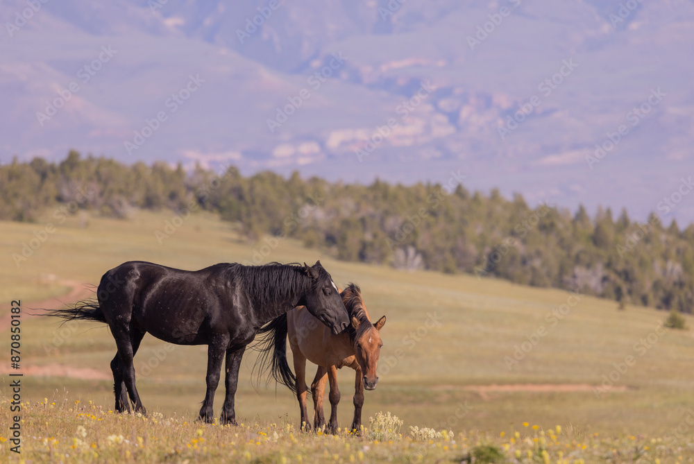 Wild Horses in Summer in the Pryor Mountains Montana Wild Horses in Summer in the Pryor Mountains Montana