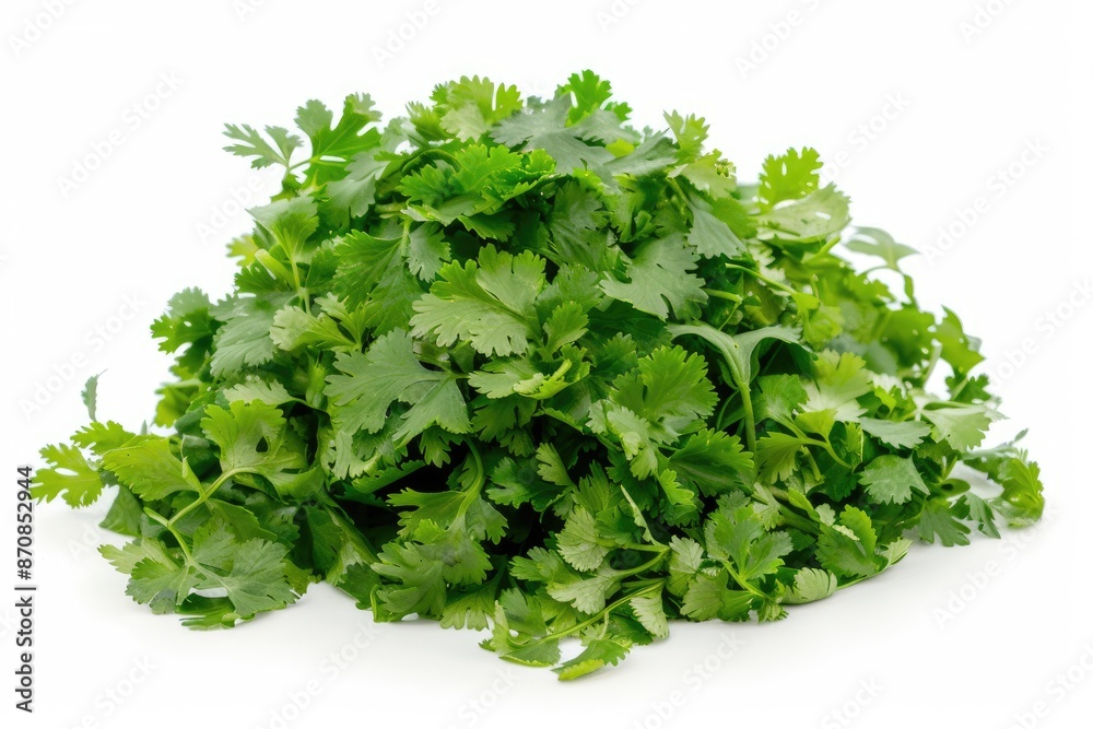 Fresh cilantro bouquet with lush leaves isolated on white background Fresh cilantro bouquet with lush leaves isolated on white background