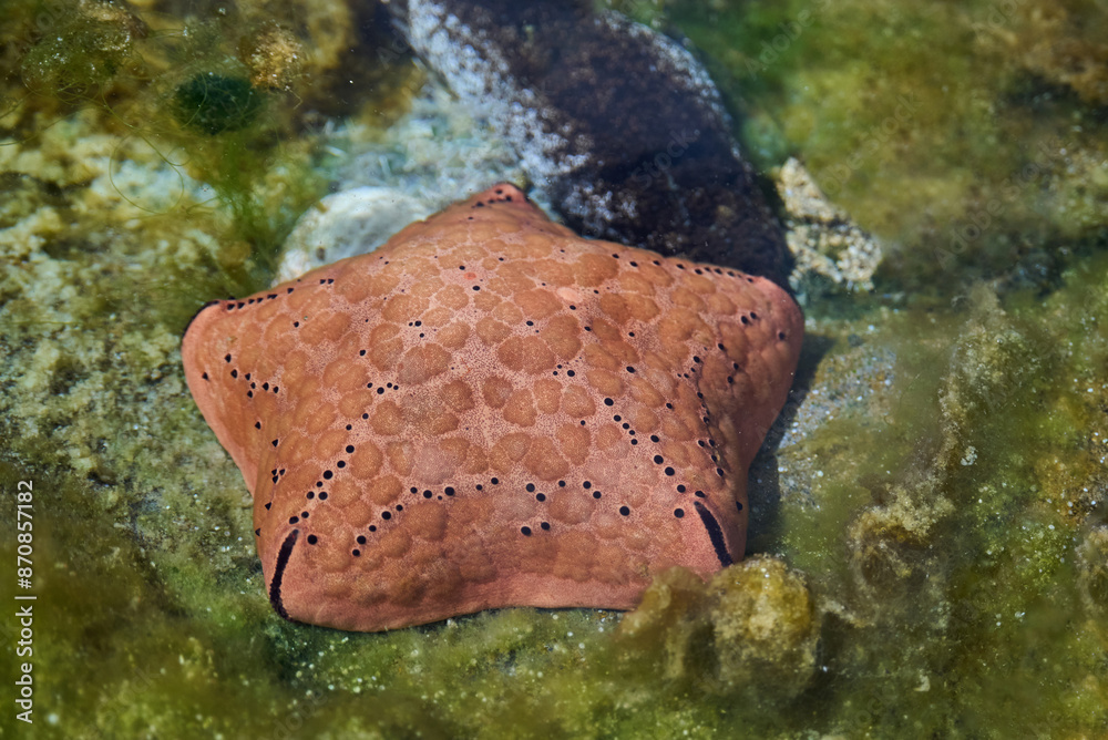 Fototapeta premium Spiny cushion star (Culcita schmideliana) underwater in the tropical waters of the ocean