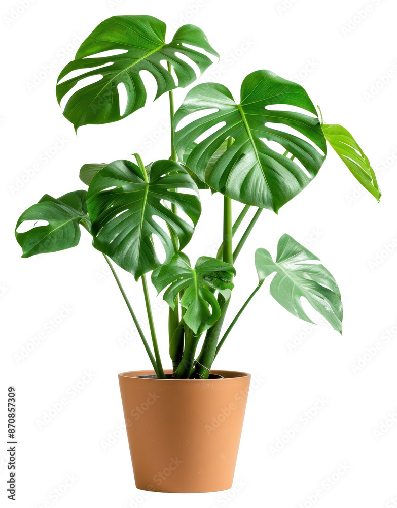 Png Lush Monstera Plant In Pot Stock Photo 