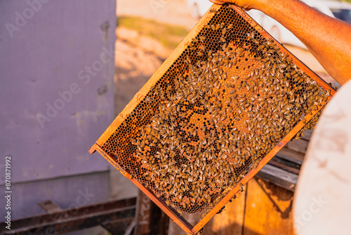 A person is holding a honeycomb with bees on it photo