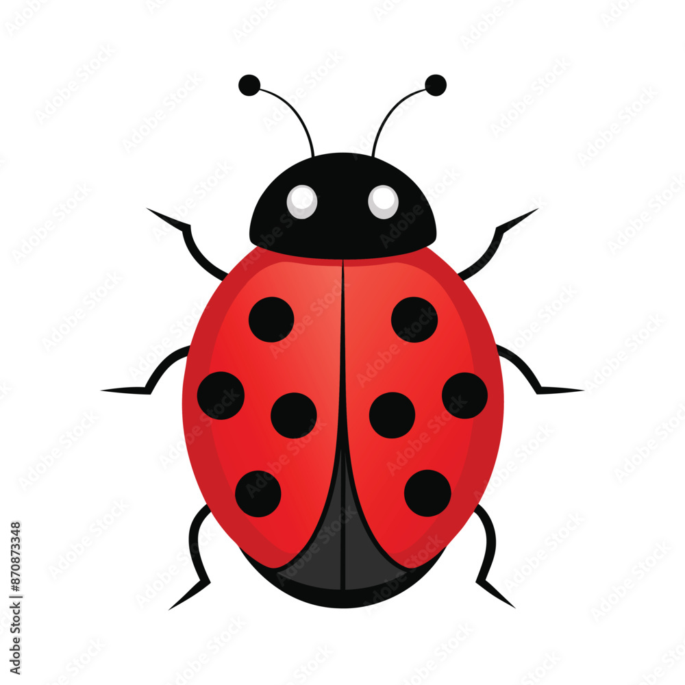 illustration of a ladybug insect on white illustration of a ladybug insect on white