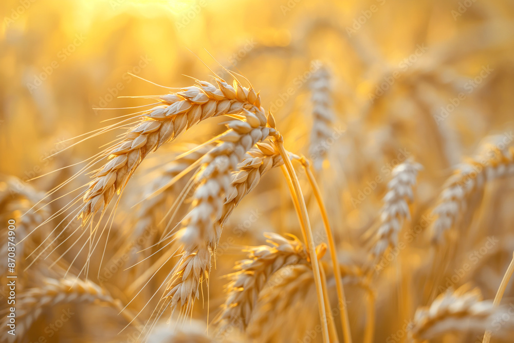 Rice grain feature close up shot with sun light on the background, yellow rice field. Rice grain feature close up shot with sun light on the background, yellow rice field.