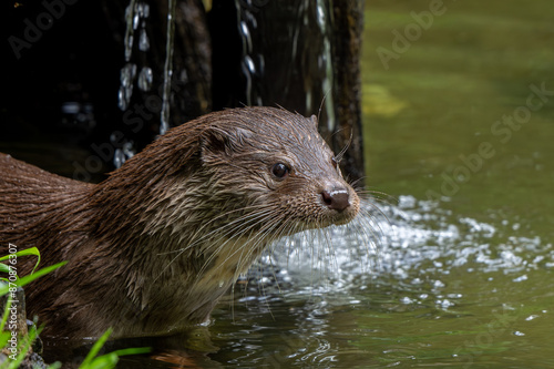 Eurasian otter / European river otter (Lutra lutra) close-up portrait in stream
