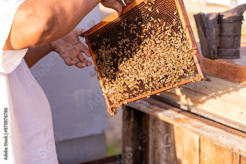 A person is holding a honeycomb with bees on it