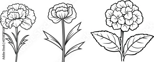 A set of carnation and lantana flower line art vector illustrations isolated on a transparent background. 