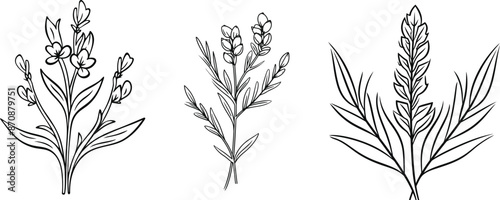 A collection of heather and lavender flower line art vector illustrations set isolated on a transparent background.  Modern minimalist design for logo, tattoo, wall art, and poster.