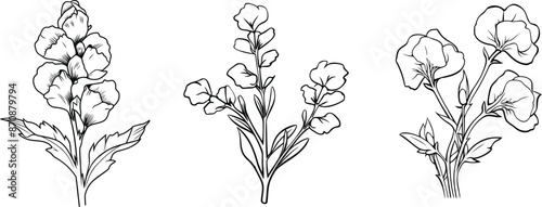 Obraz na płótnie A collection of snapdragon flower line art vector illustrations set isolated on a transparent background
