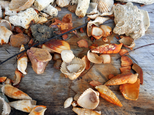 small rusty seashells with wood background photo