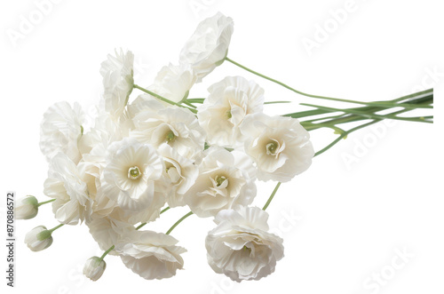 PNG Bunch of white flowers blossom plant white background photo