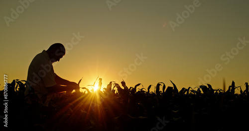 Silhouette of a farmer inspecting corn sprouts at dusk.