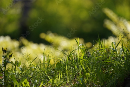 キラキラした芝生