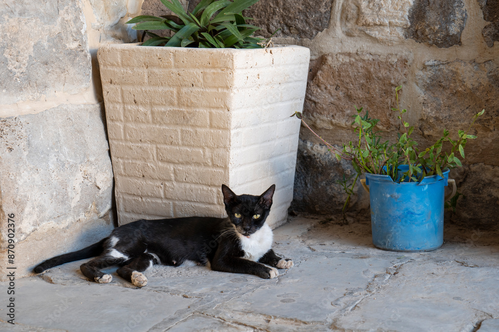Black and White Cat Relaxing on a Porch by Two Plants in White and Blue Pots