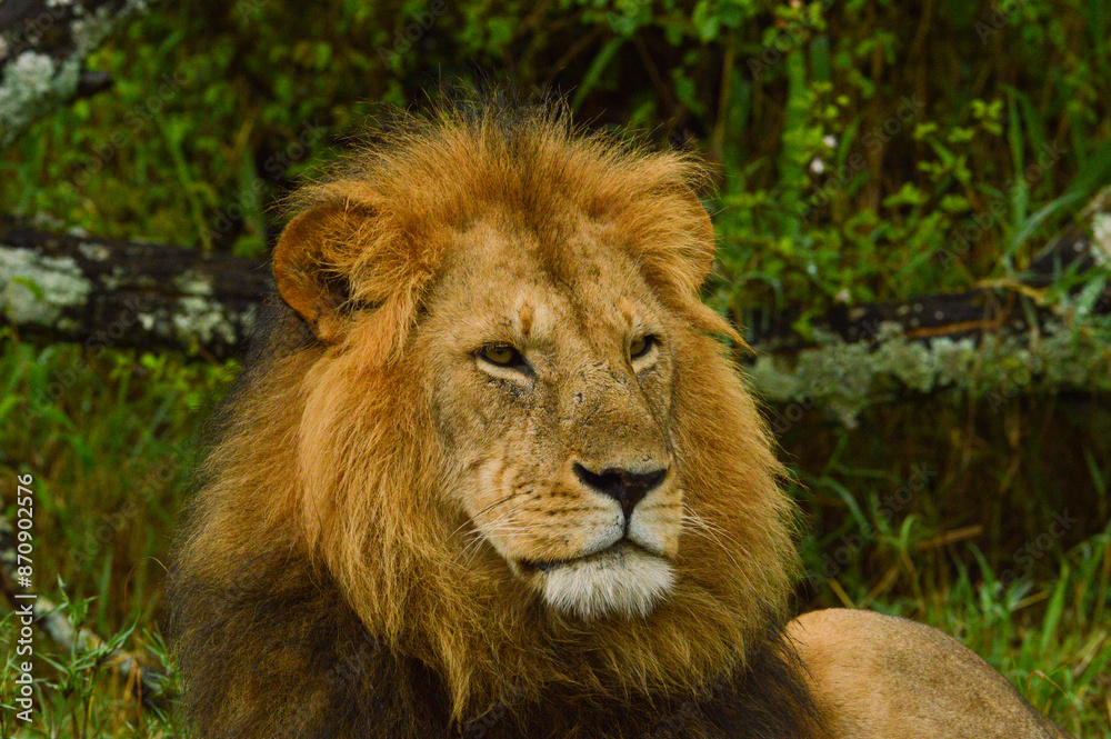 Fototapeta premium Lions male 