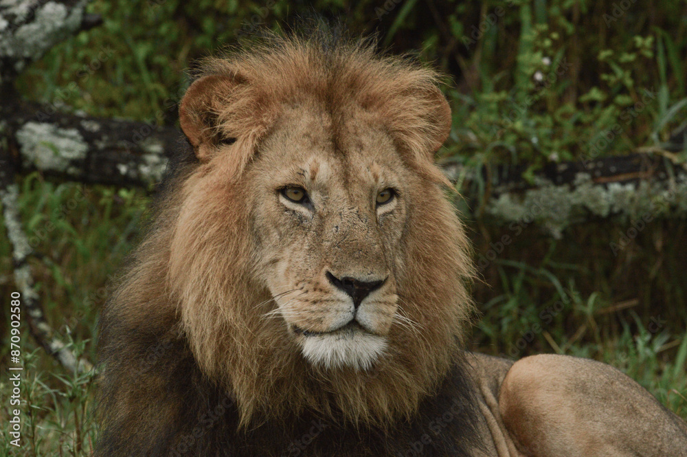 Obraz premium Lions male