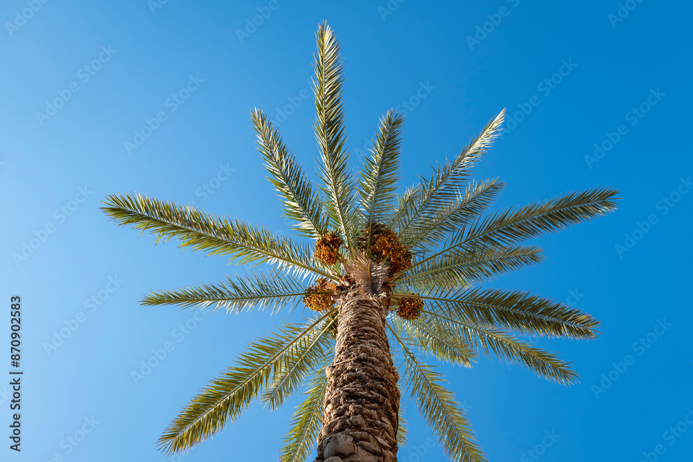 Healthy and Vivid Date Palm (Phoenix dactylifera) at Harsh Sunlight against a Clear Blue Sky