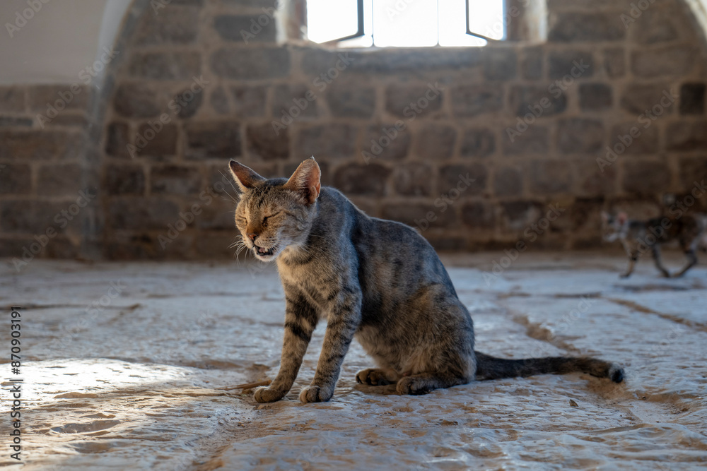 Cat Sneezes in Front of a Window in an Old Medieval Building