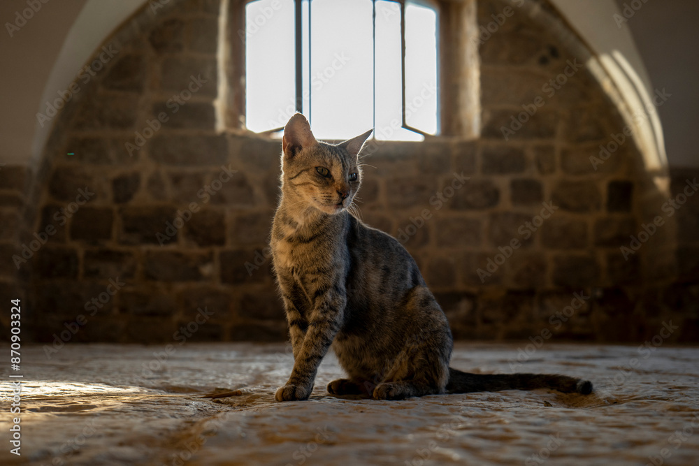 Cat in Front of a Window in a Dramatic Leader Position in an Old Medieval Building