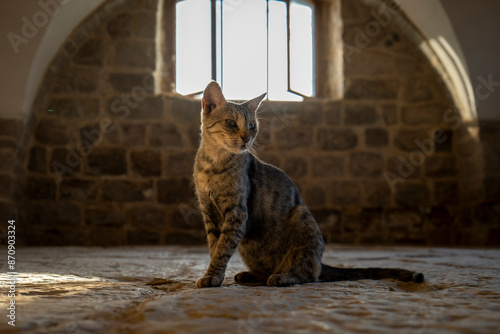 Obraz na płótnie Cat in Front of a Window in a Dramatic Leader Position in an Old Medieval Building w salonie