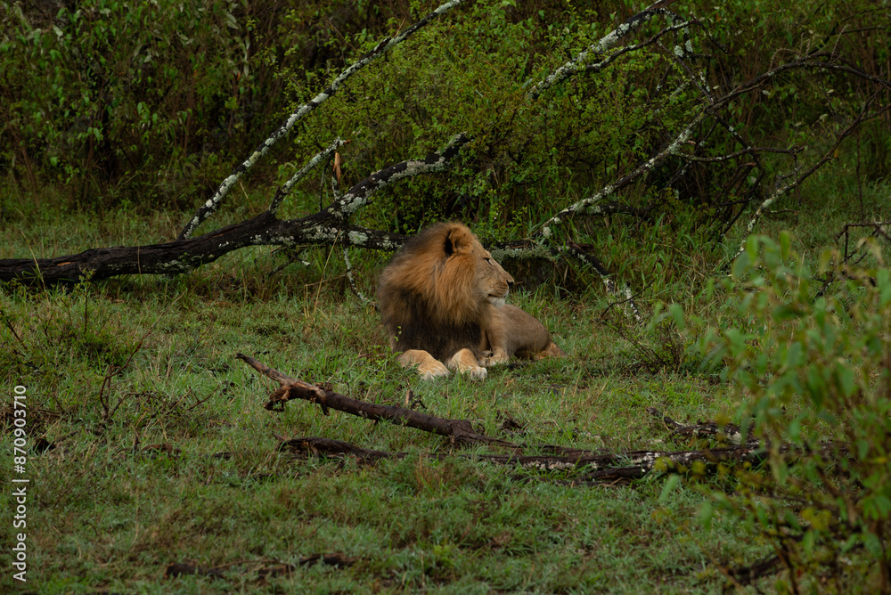 Fototapeta premium Lions male 
