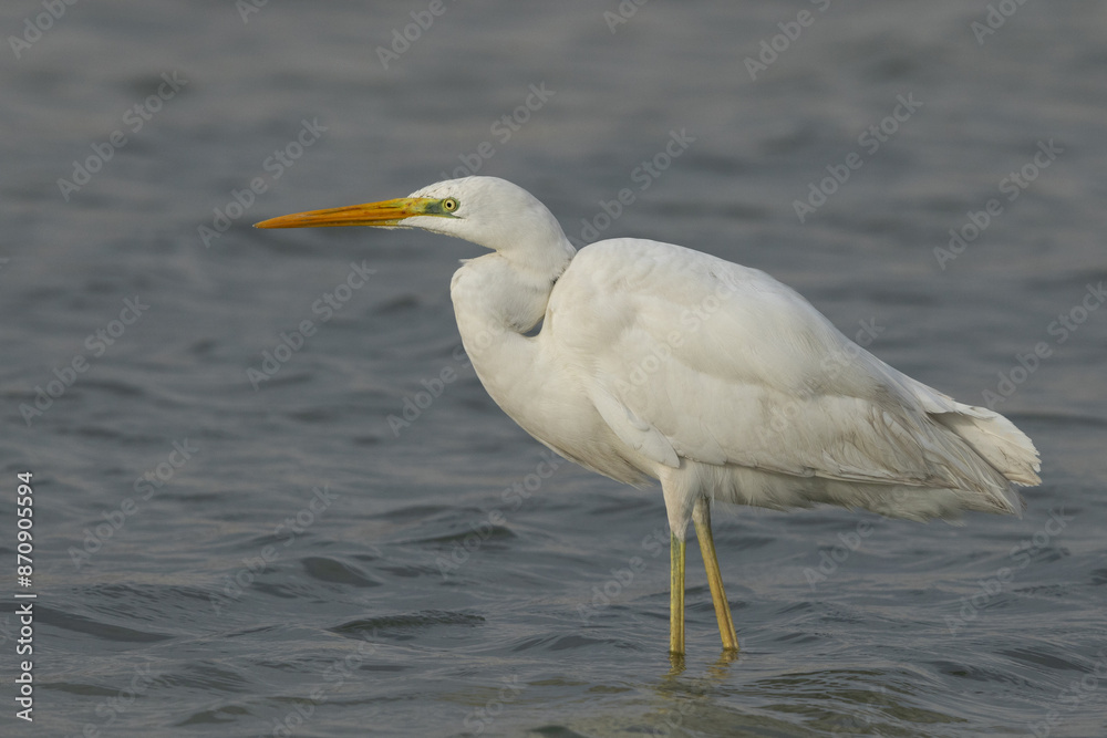 Portrait of a Great Egret at mameer coast of Bahrain Portrait of a Great Egret at mameer coast of Bahrain