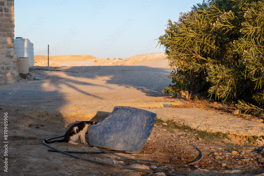 Black and White Cat Drinks Water out of a Damaged Big Blue Bucket by a Tree