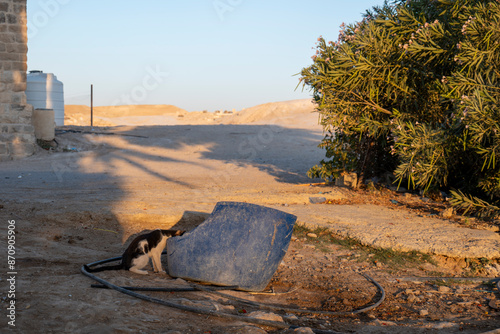 Obraz na płótnie Black and White Cat Drinks Water out of a Damaged Big Blue Bucket by a Tree w salonie