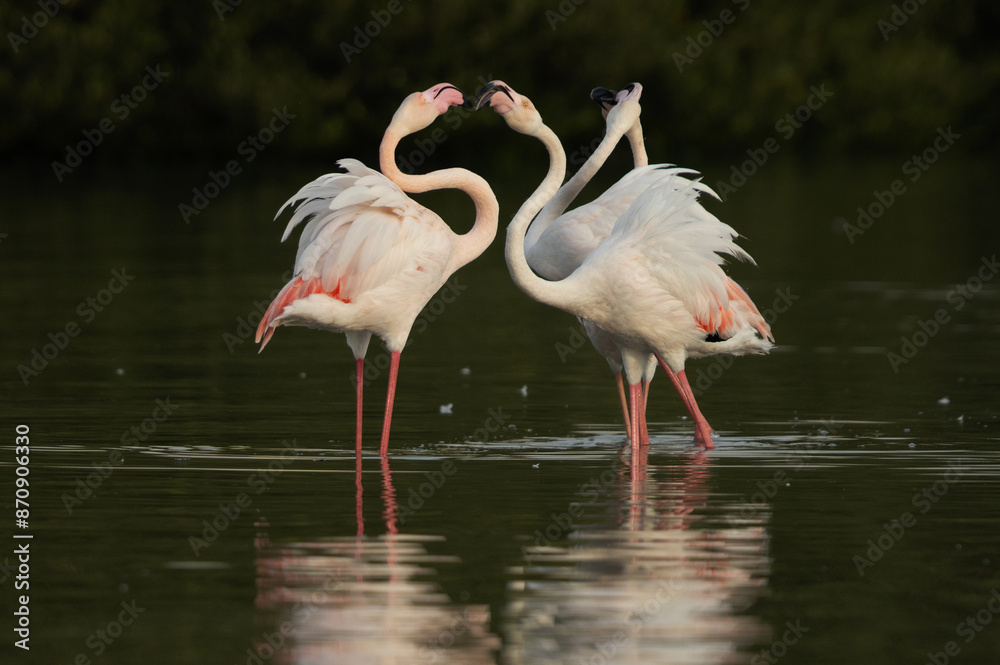 Greater Flamingos territory fight at Tubli bay, Bahrain Greater Flamingos territory fight at Tubli bay, Bahrain
