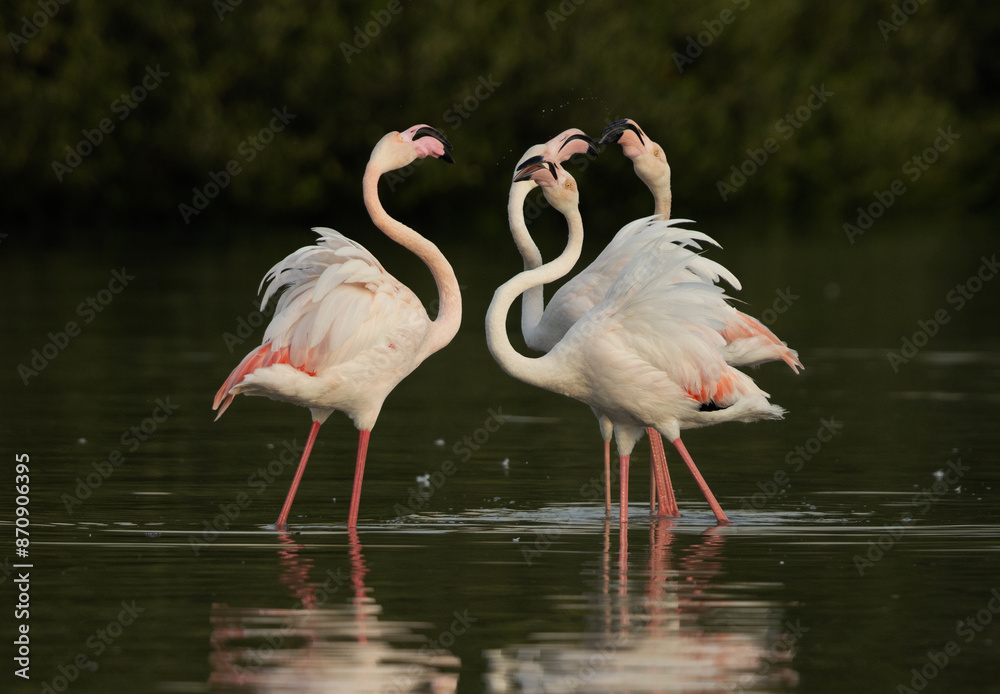 Greater Flamingos territory fight at Tubli bay, Bahrain Greater Flamingos territory fight at Tubli bay, Bahrain