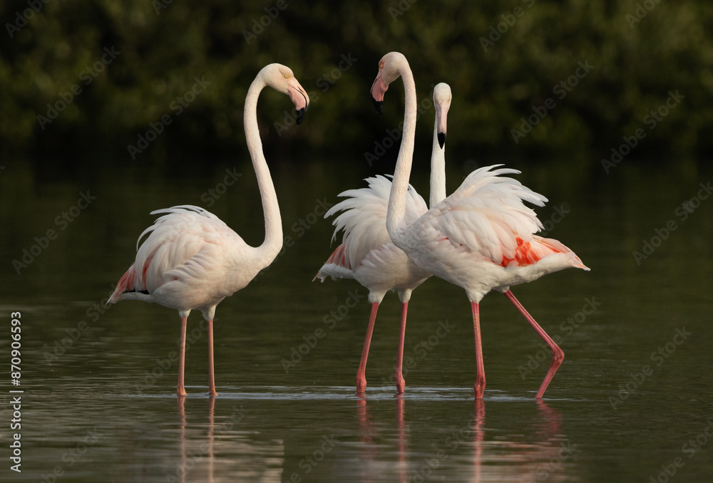 Greater Flamingos in upright position in the morning at Tubli bay, Bahrain Greater Flamingos in upright position in the morning at Tubli bay, Bahrain