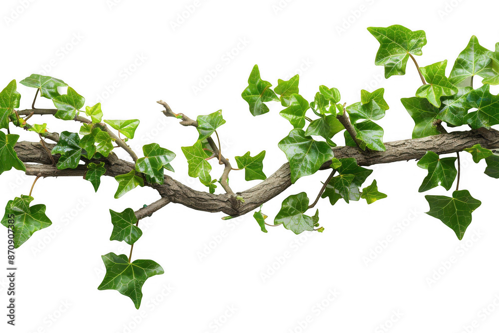 Tree Branch with Climbing Ivy Tree Branch with Climbing Ivy