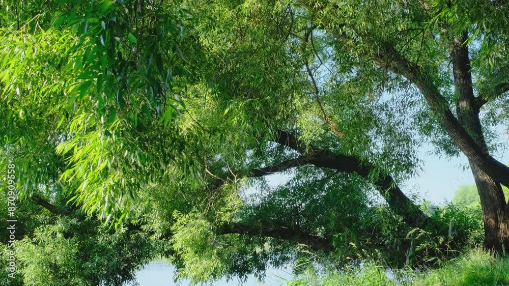 willow with green foliage bending over the water on a summer morning
willow with green foliage bending over the water on a summer morning