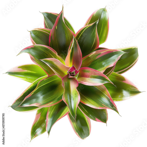 Top View of Bromeliad Plant