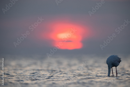 Greater Flamingo feeding  with dramtic sunrise at Asker coast of Bahrain photo