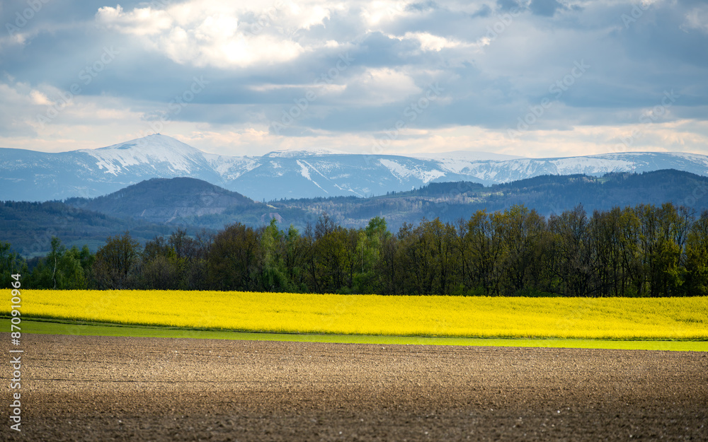 view on snowy Giant mountains with canola fields during spring
