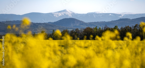 Obraz na płótnie view on snowy Śniezka mountain with canola fields during spring sunny day w salonie