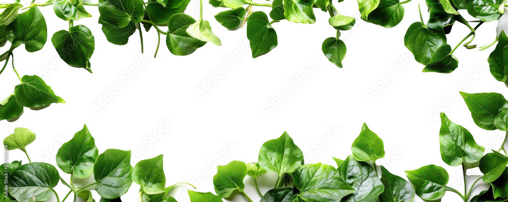 Green Leaf Border Frame Green Leaf Border Frame