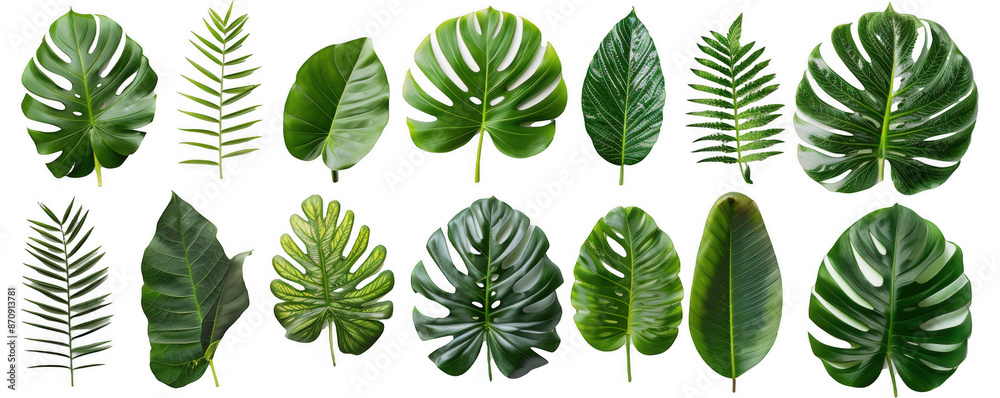 Assortment of Large Tropical Leaves