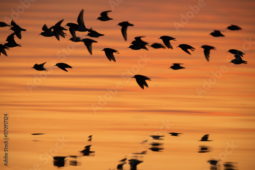Wallpaper Mural Silhouette of Little Stints flying at Asker coast, Bahrain Torontodigital.ca