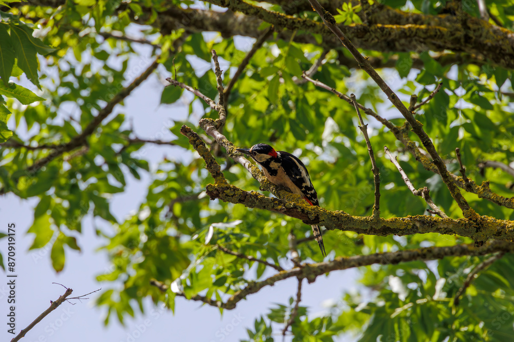 A great spotted woodpecker on the branches of a street tree in Bobingen A great spotted woodpecker on the branches of a street tree in Bobingen