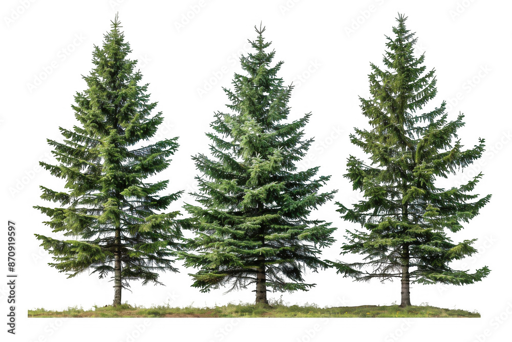Fototapeta premium Tall Evergreen Trees